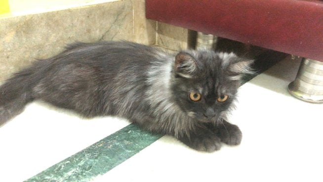 Persian For Sale In Kolkata