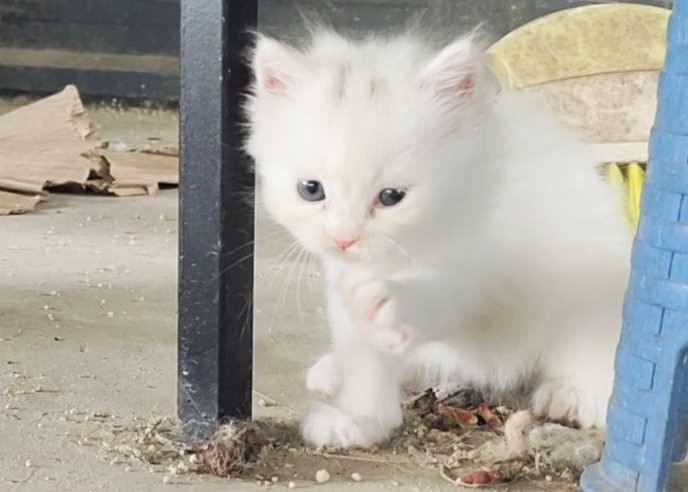 Persian For Sale In Thiruvananthapuram