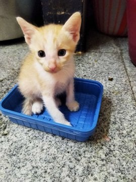 Indian Breed For Adoption In Coimbatore