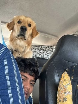 Golden Retriever Dogs For Mating In Secunderabad