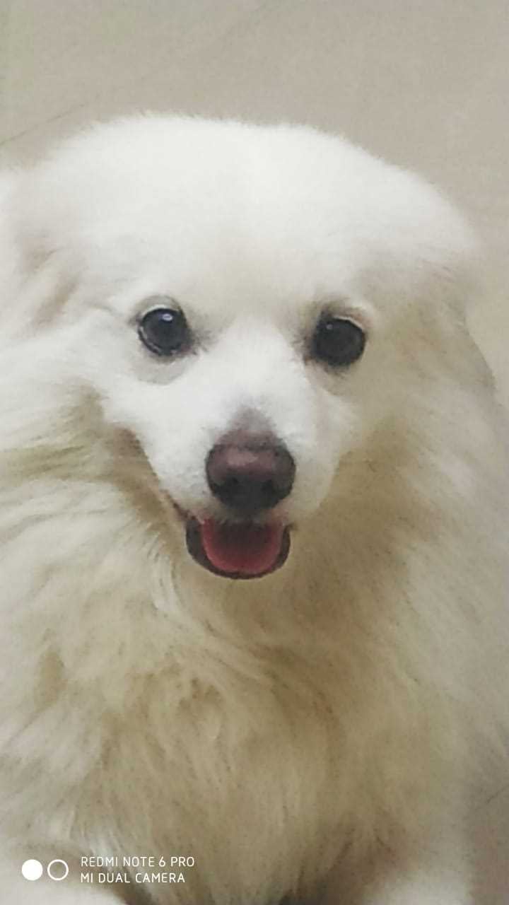 Indian Spitz Dogs For Mating In Mumbai