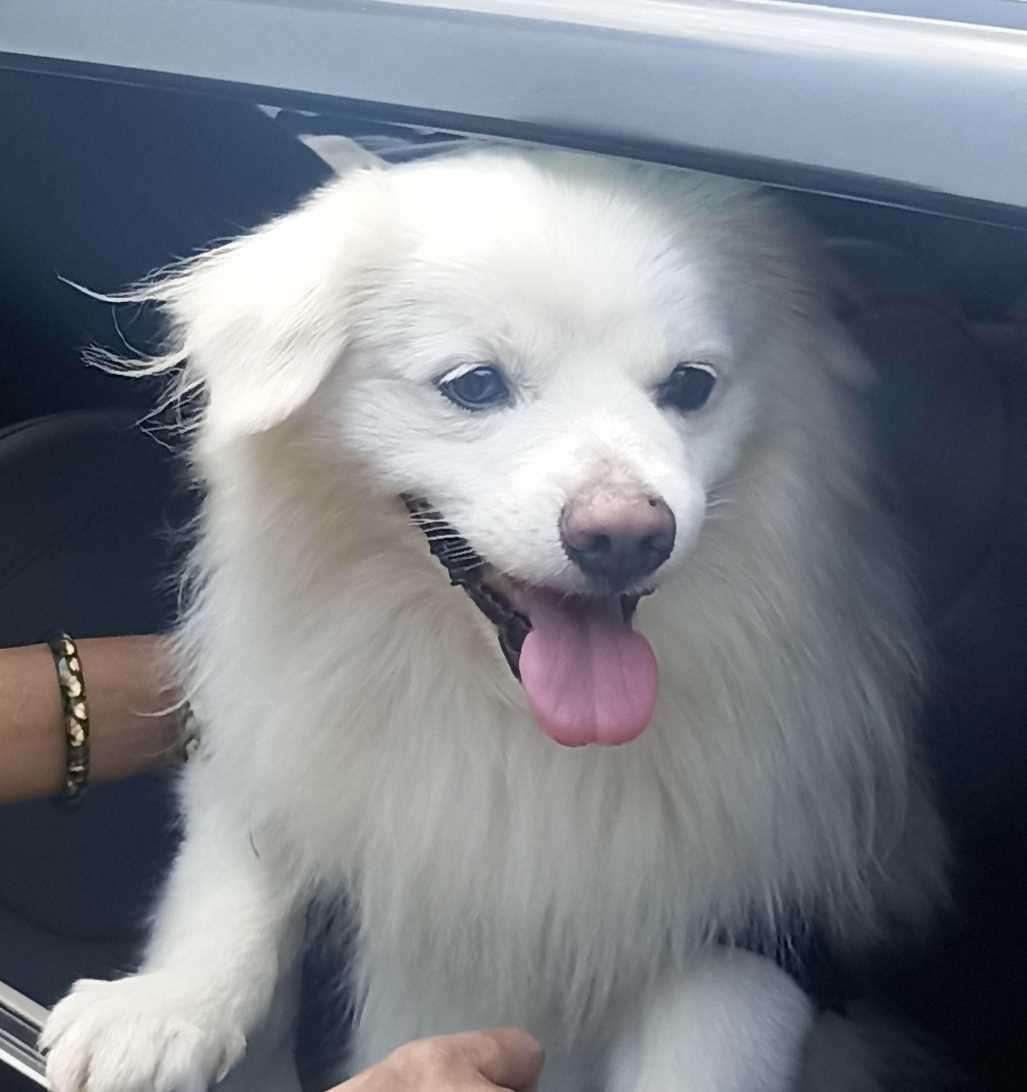 Indian Spitz Dogs For Mating In Mumbai
