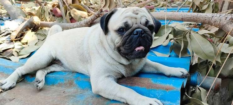 Pug For Adoption In Mumbai