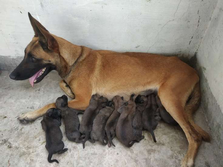 Belgian Malinois For Sale In Chennai