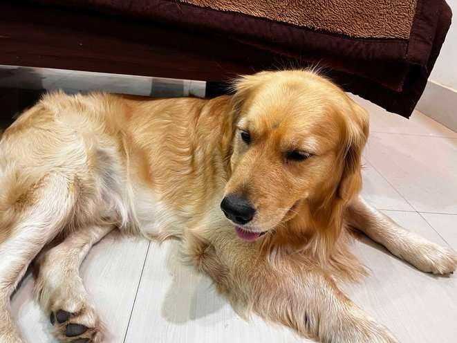 Golden Retriever Dogs For Mating In Allahabad