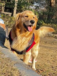 Golden Retriever Dogs For Mating In Allahabad