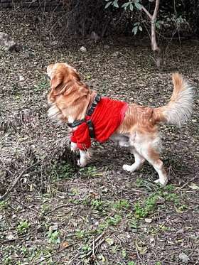 Golden Retriever Dogs For Mating In Allahabad