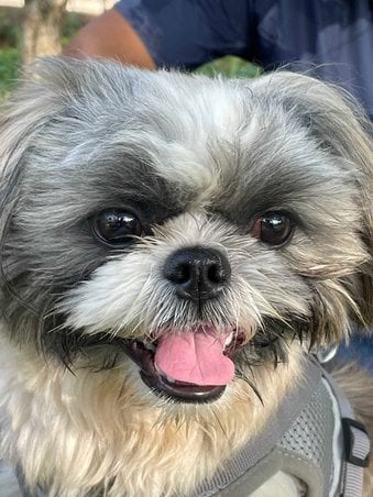 Shih Tzu Dogs For Mating In Bangalore