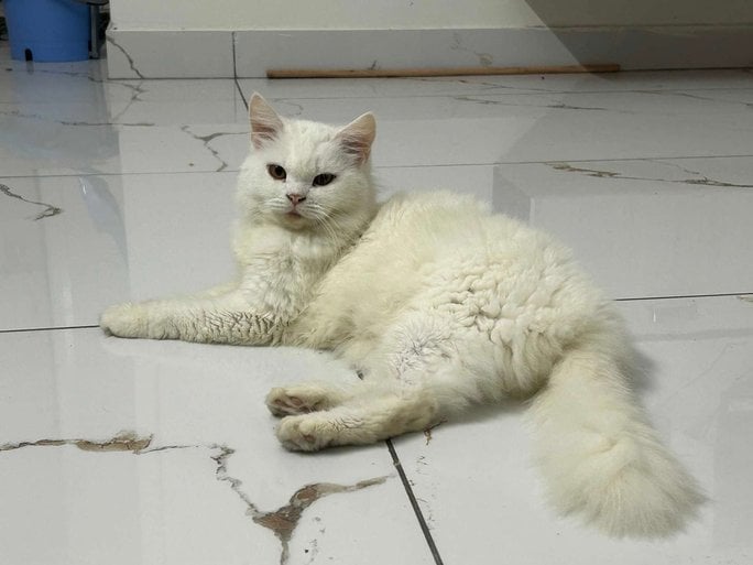 Persian Dogs For Mating In Bangalore