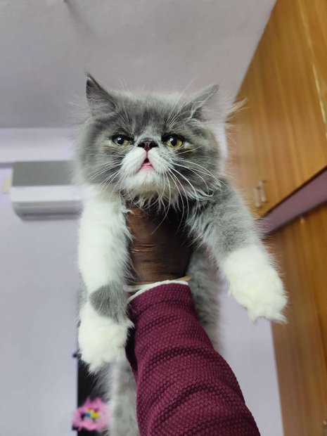 Exotic Shorthair For Sale In Chennai