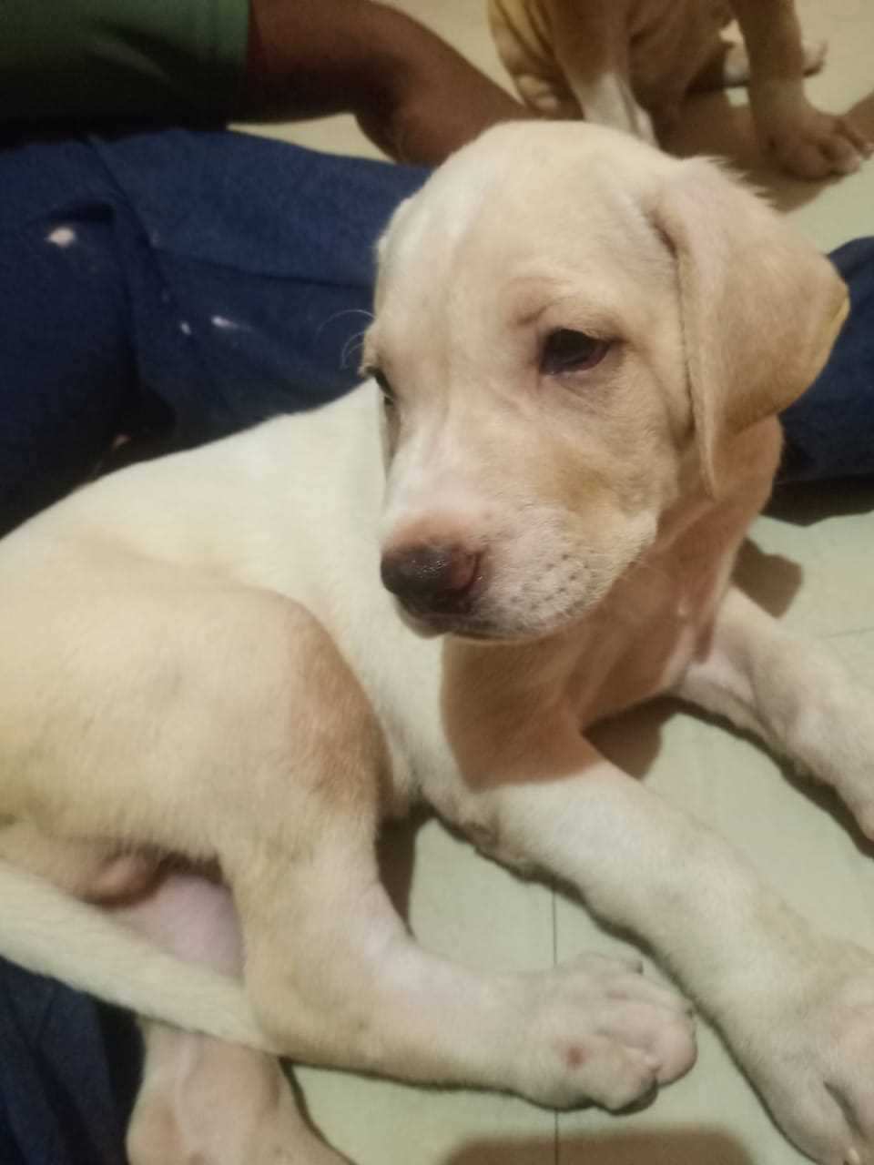 Bully Kutta For Sale In Chennai
