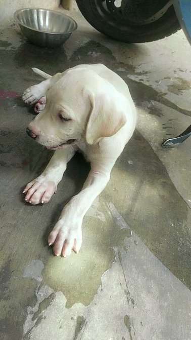 Bully Kutta For Sale In Chennai