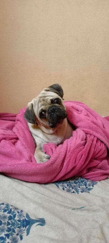 Pug For Adoption In Medchal