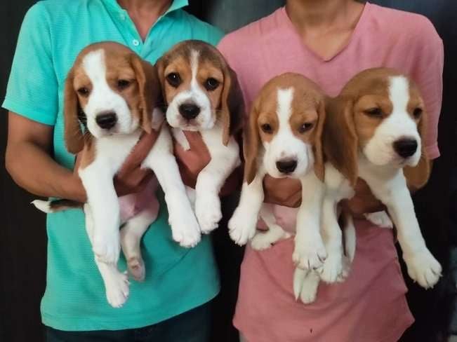 Beagle For Sale In Noida
