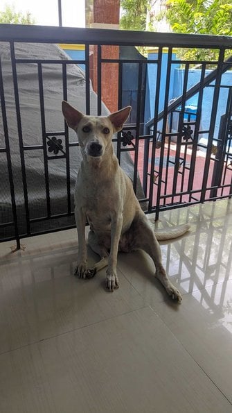 Indian Breed For Adoption In Tirunelveli