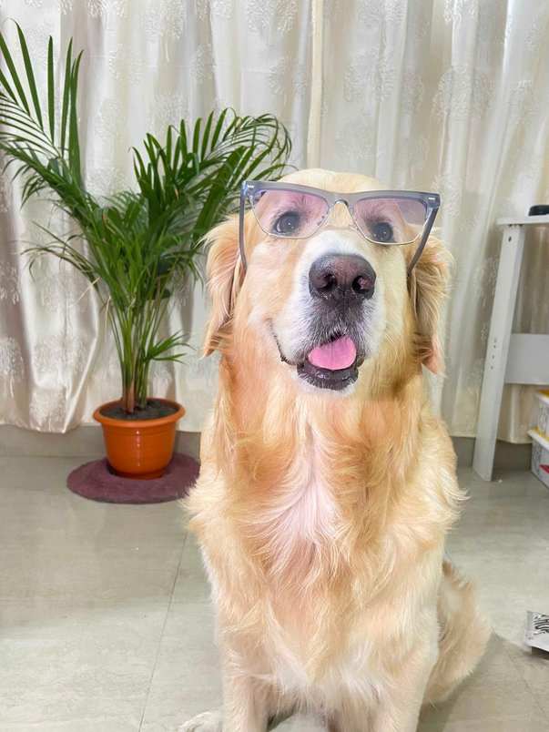 Golden Retriever Dogs For Mating In Kolkata