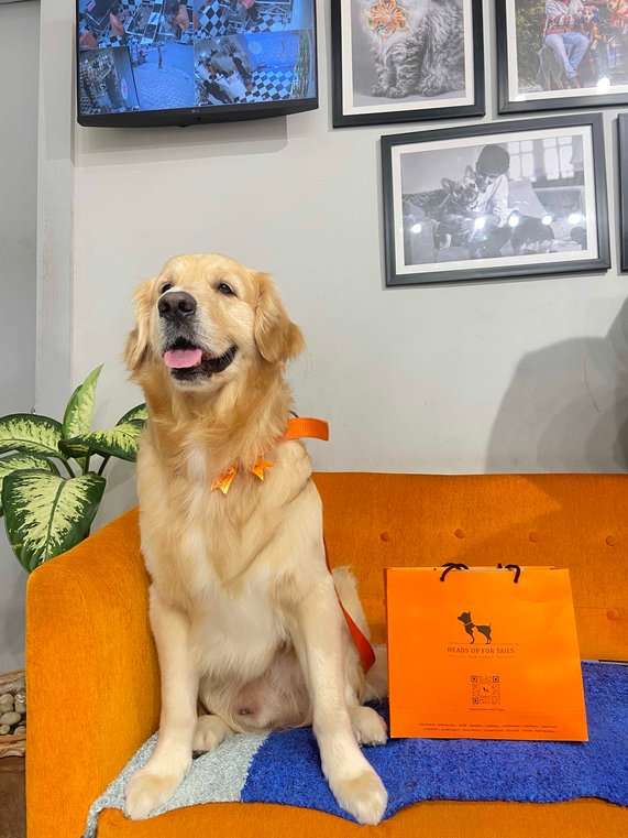 Golden Retriever Dogs For Mating In Kolkata