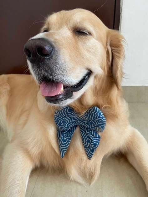 Golden Retriever Dogs For Mating In Kolkata