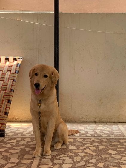 Golden Retriever Dogs For Mating In Hyderabad