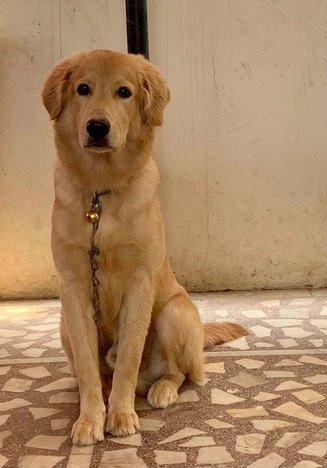 Golden Retriever Dogs For Mating In Hyderabad