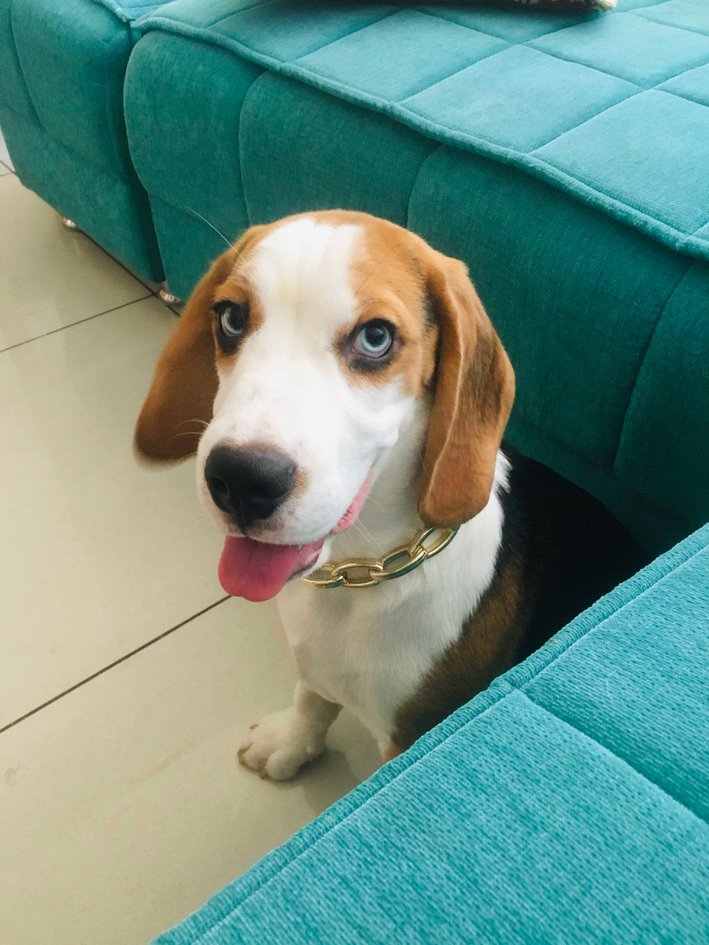 Beagle Dogs For Mating In Rajkot