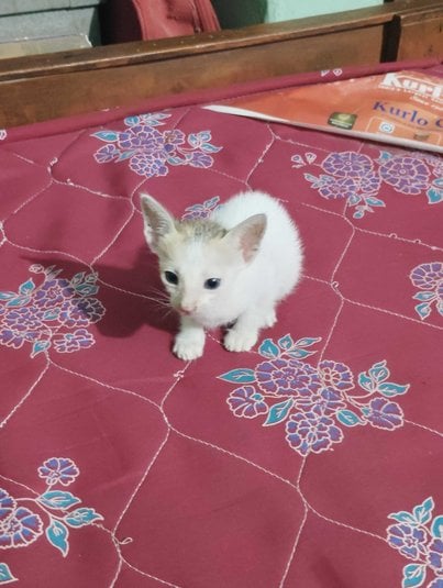 Indian Breed For Adoption In Bhubaneswar