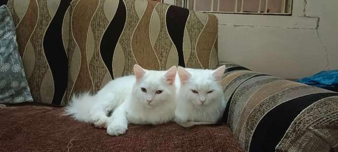 Persian For Sale In Dhule