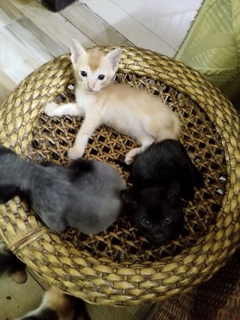 Indian Breed For Adoption In Guwahati