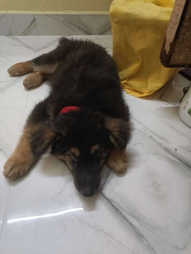German Shepherd For Sale In Machilipatnam