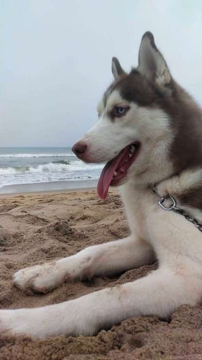 Siberian Husky Dogs For Mating In Chennai