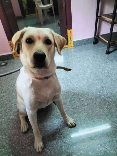 Labrador Retriever For Adoption In Khammam