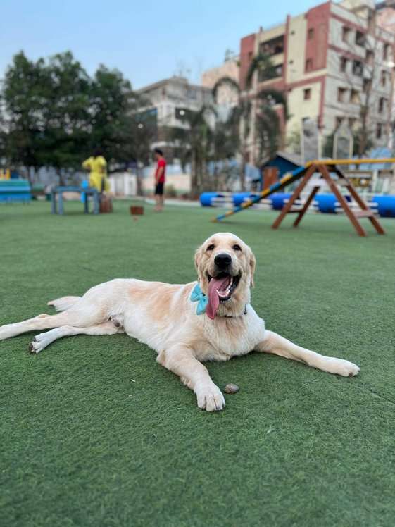Golden Retriever Dogs For Mating In Hyderabad