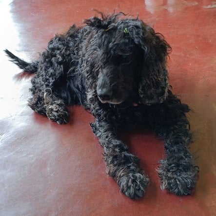 Cocker Spaniel Dogs For Mating In Kohima