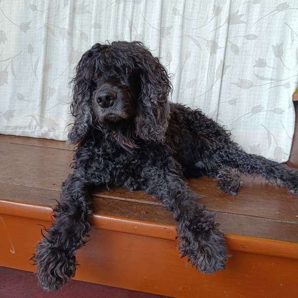Cocker Spaniel Dogs For Mating In Kohima