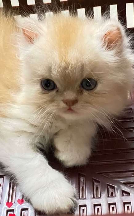 Persian For Sale In Thiruvananthapuram