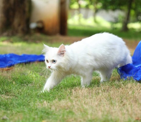 Persian Dogs For Mating In Bangalore