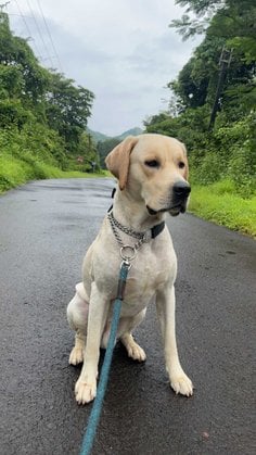 Labrador Retriever Dogs For Mating In Mumbai