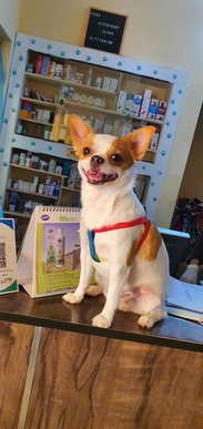Chihuahua Dogs For Mating In Hyderabad