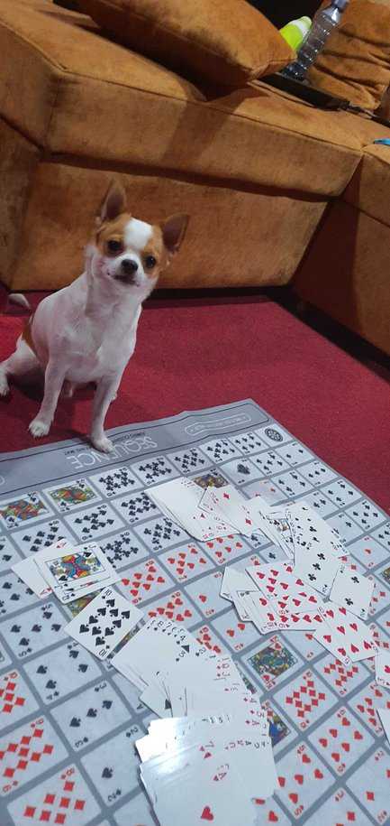 Chihuahua Dogs For Mating In Hyderabad