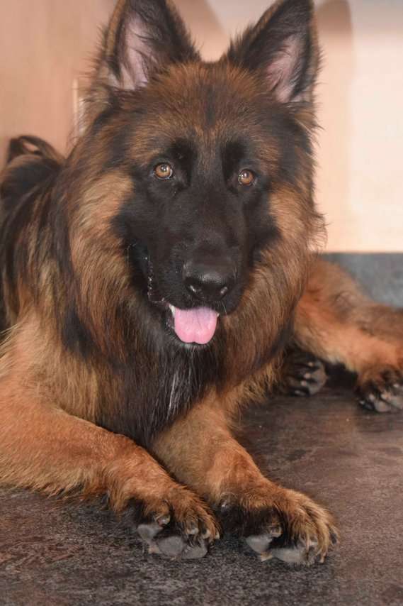 German Shepherd Dogs For Mating In Bangalore