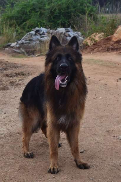 German Shepherd Dogs For Mating In Bangalore