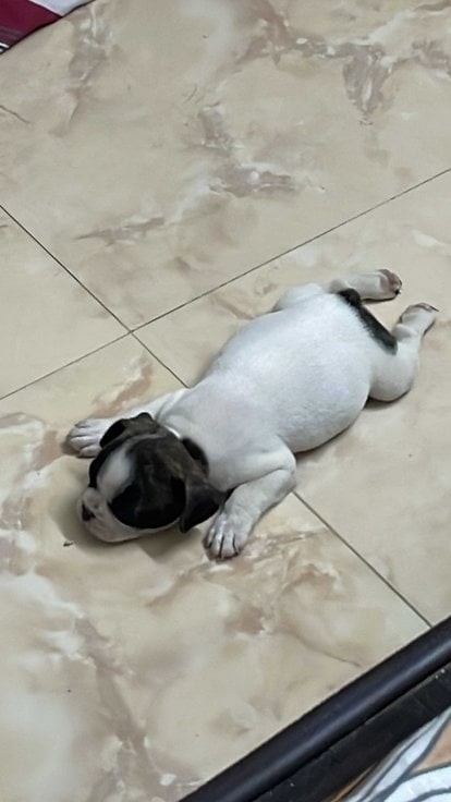 French Bulldog For Sale In Chandigarh