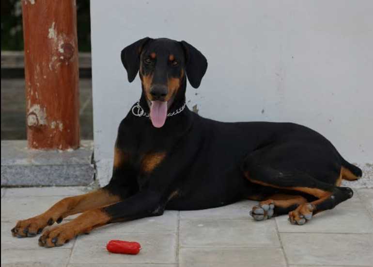 Doberman Pinscher Dogs For Mating In Bangalore