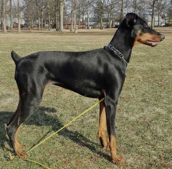 Doberman Pinscher Dogs For Mating In Bangalore