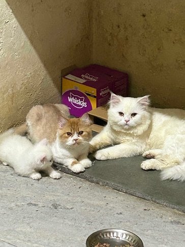 Persian For Adoption In Bhopal
