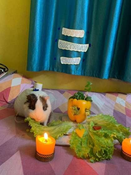 Guinea Pigs For Adoption In Delhi