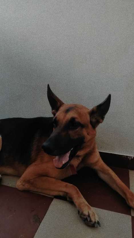 German Shepherd For Adoption In Vadodara