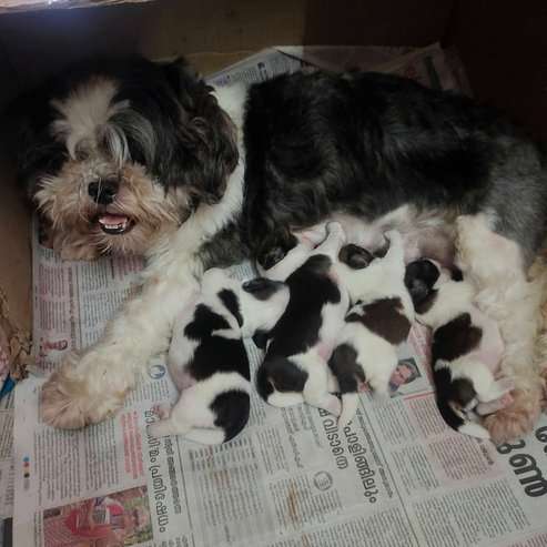 Shih Tzu For Sale In Thiruvananthapuram