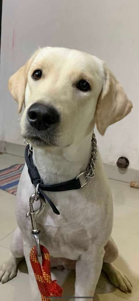 Labrador Retriever For Adoption In Vadodara