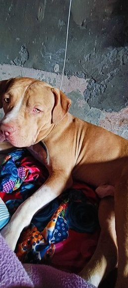 American Pit Bull Terrier Dogs For Mating In Muzaffarnagar